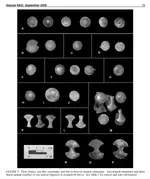 ornaments .webp