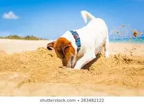 jack-russell-dog-digging-hole-260nw-283482122.webp