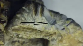 HardwickHallVicinityLeadArtifactCirca1557_ExposedMetal1_wArrow.webp