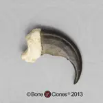 bear claw.webp