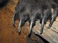 bear claw 2.webp
