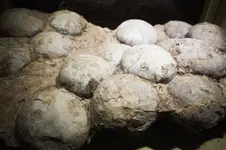 dinosaureggs.webp