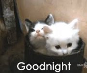 Good night with kittens.jpg