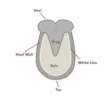 hoof-diagram.webp