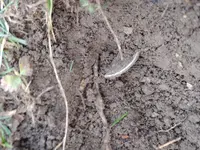 coin in ground.webp coin in ground.webp