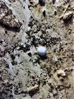 clay marble.webp