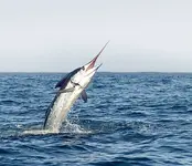 fishing.webp