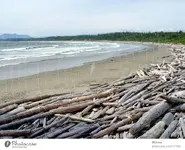17744-ocean-beach-wood-canada-vancouver-island-driftwood-photocase-stock-photo-large.webp