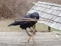 Rook going to eat Chinese.webp