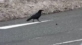 Rook.webp