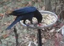 A Rook has to eat.webp A Rook has to eat.webp