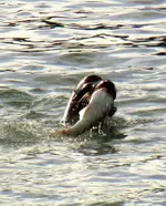 sea lion fishing.webp sea lion fishing.webp