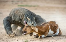 The-Komodo-dragon-Varanus-komodoensis-attacks-the-prey.-It-is-the-biggest-living-lizard-in-the-w.jpg
