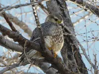 IMG_20191209_030039.webp