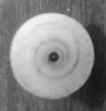 Shell.webp