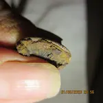 relic finds 024.webp