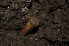 Feurt Site Finds (114).webp
