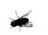 avatar_4703.gif
