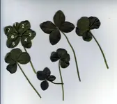 lucky clovers (3).webp