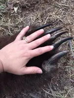 claws.webp