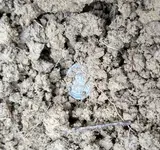 Dime in Dirt.webp