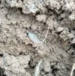 LC in dirt.webp LC in dirt.webp
