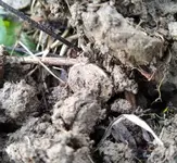 Seated in dirt.webp