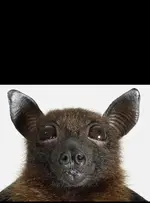 bats-hang-upside-108911323-01.webp