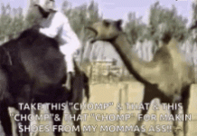 tenor (40).gif