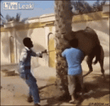 tenor (39).gif