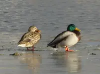P1120730.webp