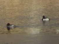 P1120723.webp