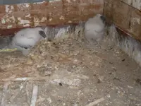 Bigger vultures.webp