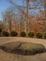 000Witness Tree.webp