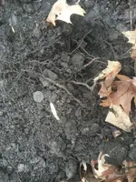 ImageUploadedByTreasureNet.com1581965514.688487.webp
