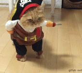 kitty-pirate.gif