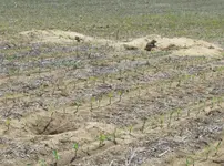 groundhog colony again.webp