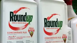 bayer3.webp