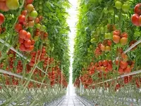 bayer.webp