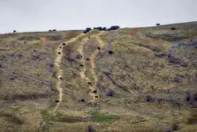 cows.webp