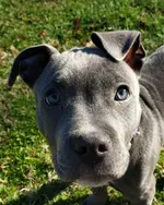 Athena eyes.webp