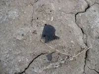 P1120837.webp