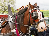 clydesdale-horse-with-blinkers-and-decorated-mane-at-scottish-agricultural-AD04N1-crop.webp