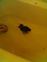 pix050408_1.webp