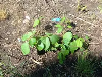 DSCF1661.webp