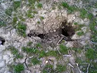 Groundhogs!.webp