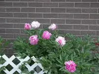 52808_009 A.webp