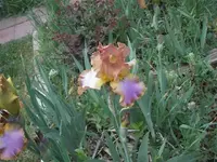 52808_001 A.webp