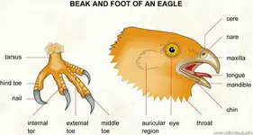 eagle beak.webp