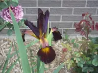 52808_016 A.webp